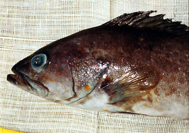 Epinephelus bleekeri