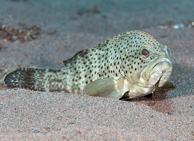 Epinephelus bleekeri