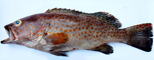 Epinephelus bleekeri