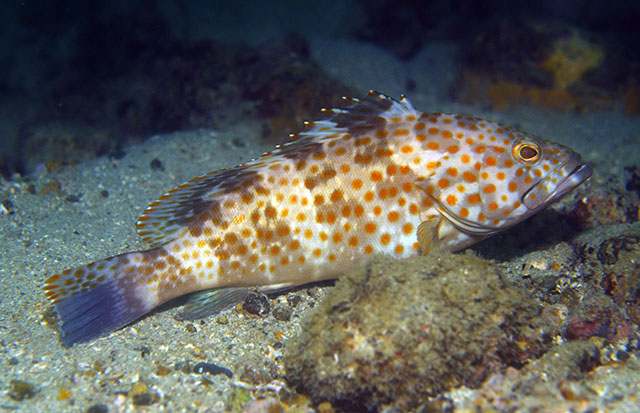 Epinephelus bleekeri