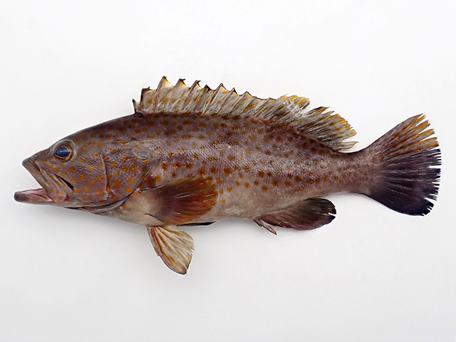 Epinephelus bleekeri