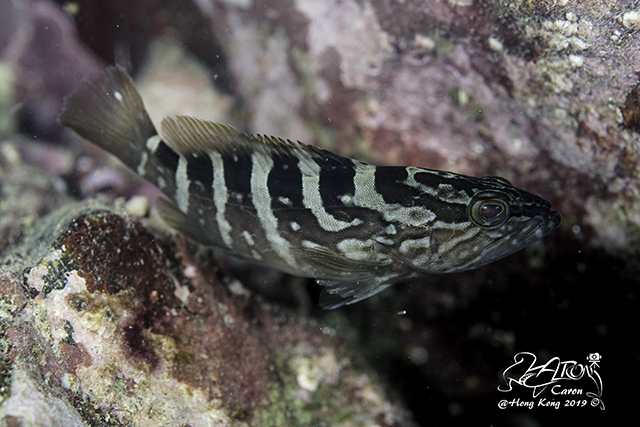 Epinephelus bruneus