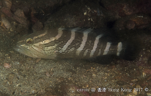 Epinephelus bruneus