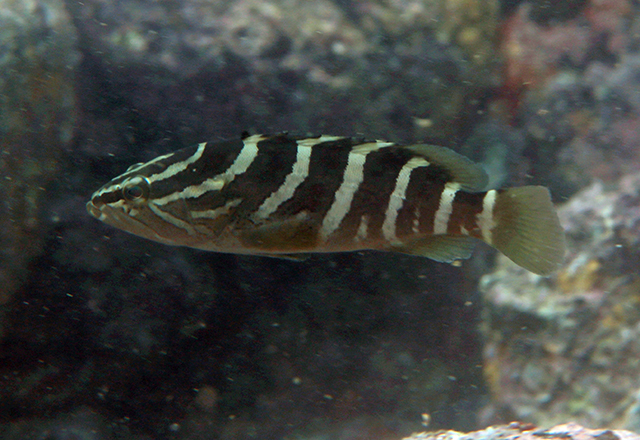 Epinephelus bruneus