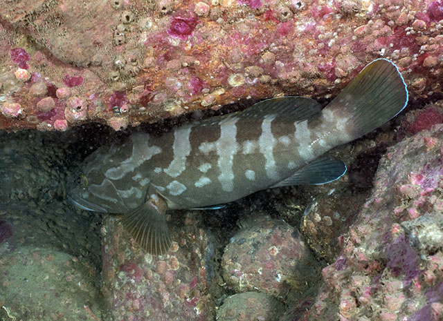 Epinephelus bruneus