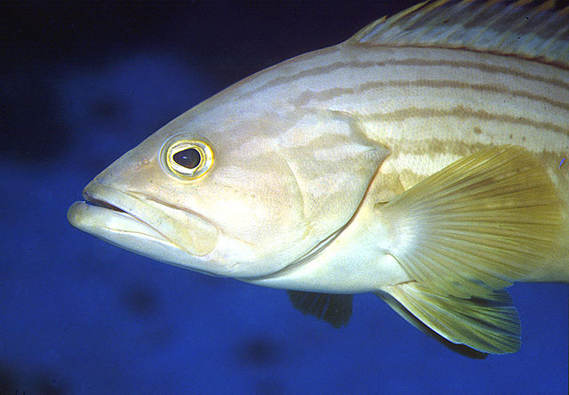 Epinephelus costae