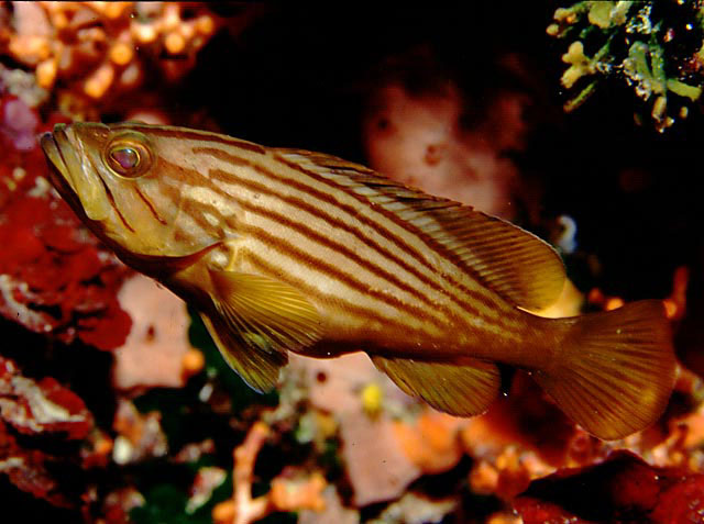 Epinephelus costae