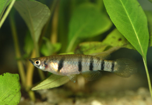 Epiplatys dageti