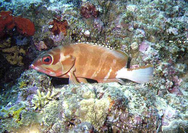 Epinephelus fasciatus