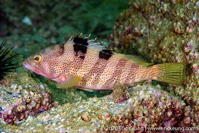 Epinephelus fasciatomaculosus