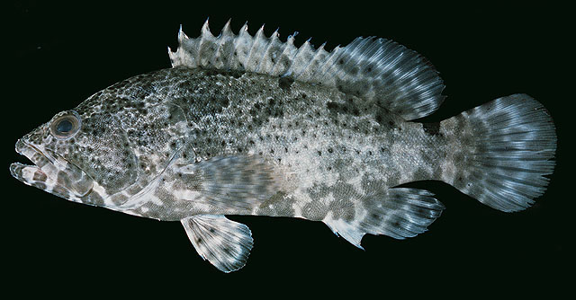 Epinephelus fuscoguttatus