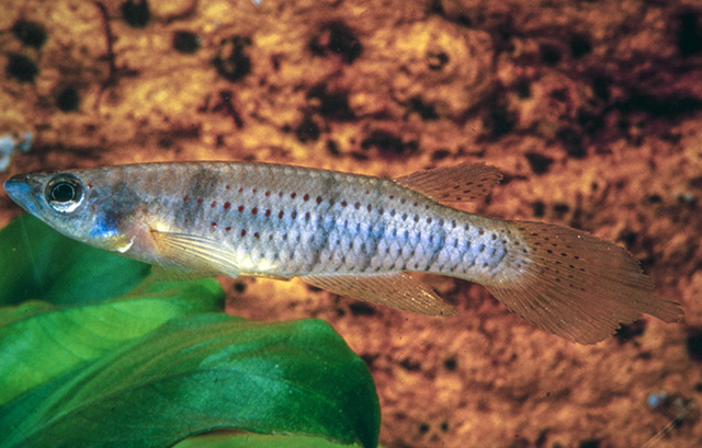 Epiplatys grahami