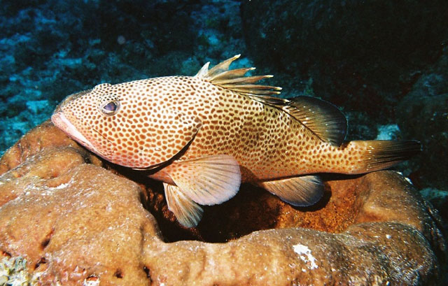 Epinephelus guttatus