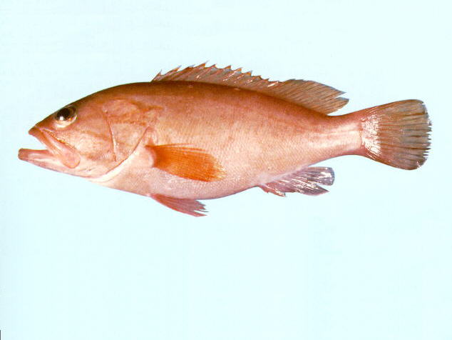 Epinephelus heniochus