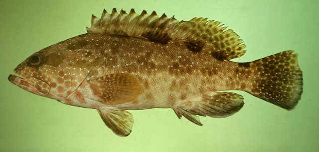 Epinephelus hexagonatus