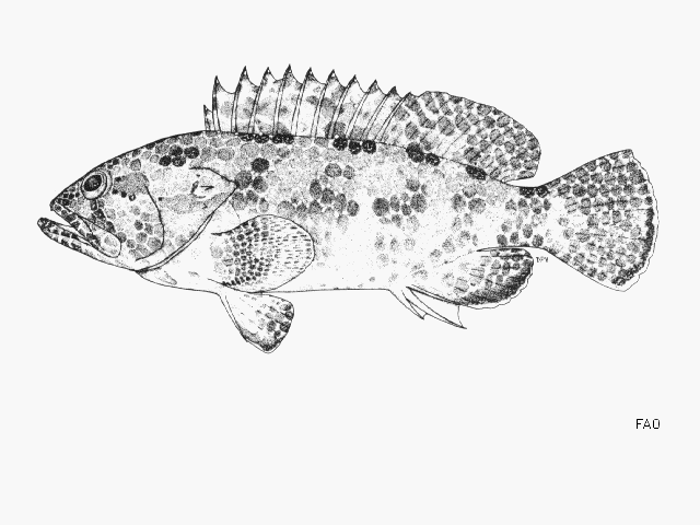 Epinephelus hexagonatus