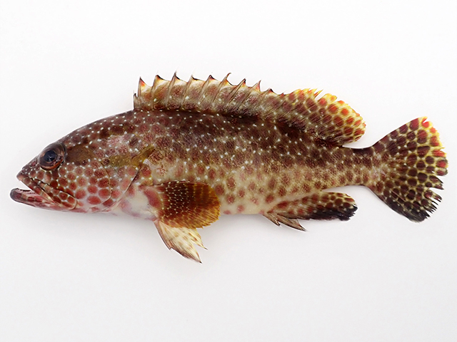 Epinephelus hexagonatus