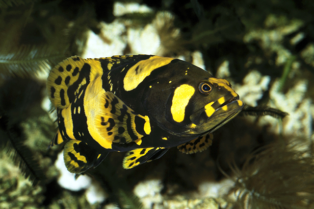 Epinephelus lanceolatus