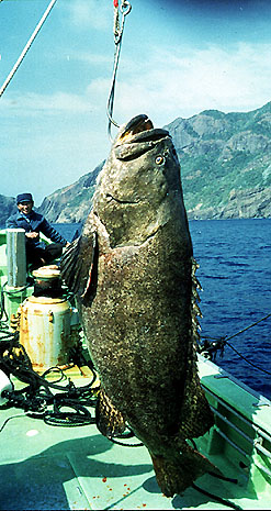 Epinephelus lanceolatus