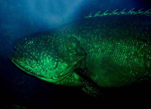 Epinephelus lanceolatus