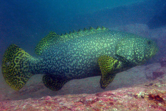 Epinephelus lanceolatus