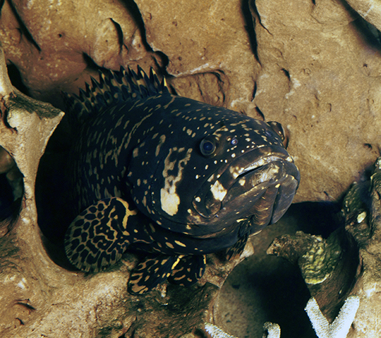 Epinephelus lanceolatus