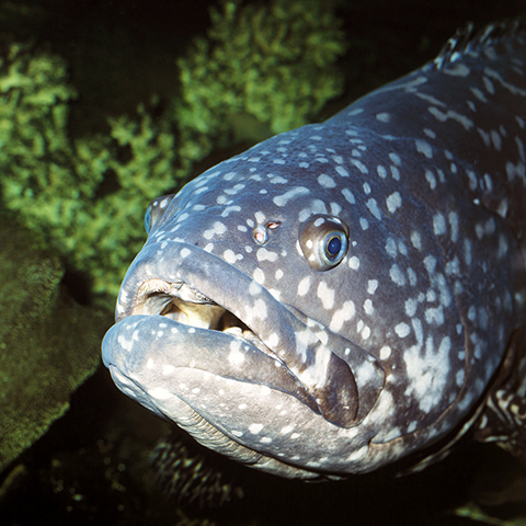 Epinephelus lanceolatus