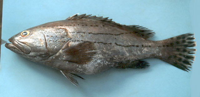 Epinephelus latifasciatus