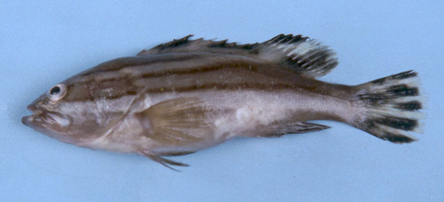 Epinephelus latifasciatus