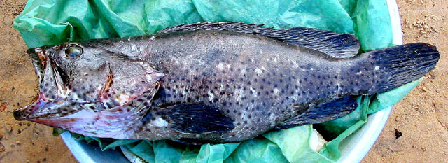 Epinephelus lebretonianus