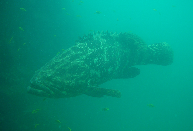 Epinephelus quinquefasciatus