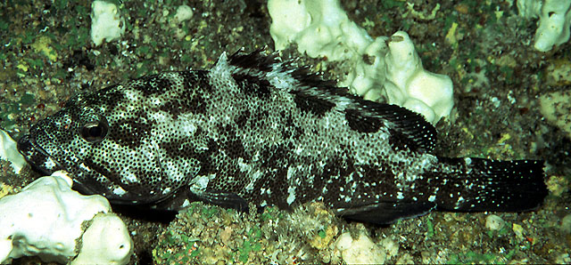 Epinephelus socialis