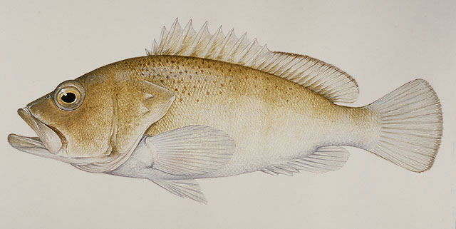 Epinephelus stictus