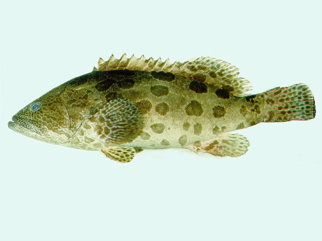 Epinephelus tukula