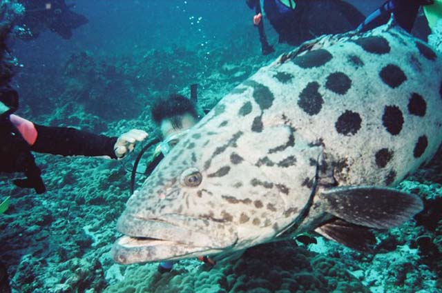 Epinephelus tukula