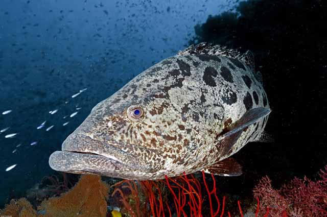 Epinephelus tukula