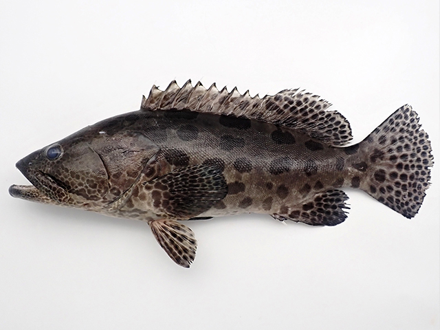 Epinephelus tukula