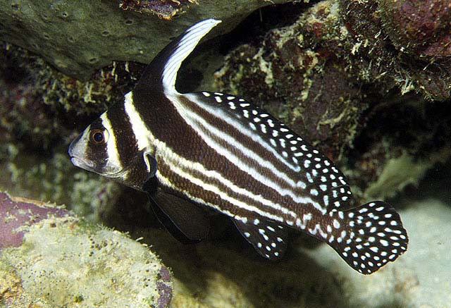 Equetus punctatus