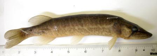 Esox americanus