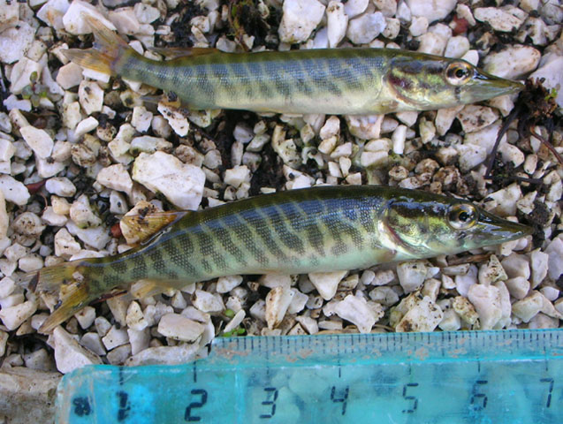 Esox cisalpinus