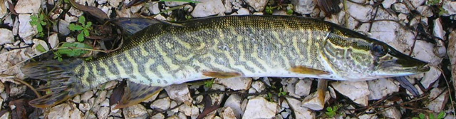 Esox cisalpinus