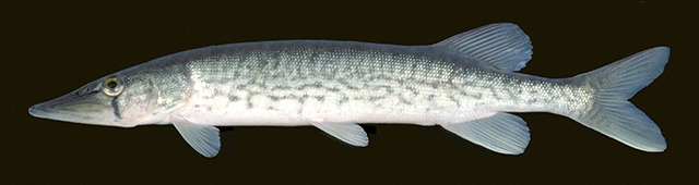 Esox niger