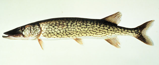 Esox niger