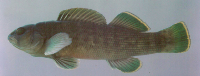 Etheostoma chlorobranchium