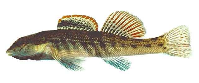 Etheostoma cinereum