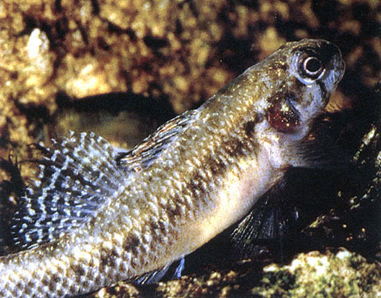 Etheostoma fonticola