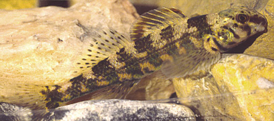 Etheostoma histrio