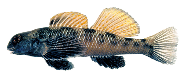 Etheostoma longimanum