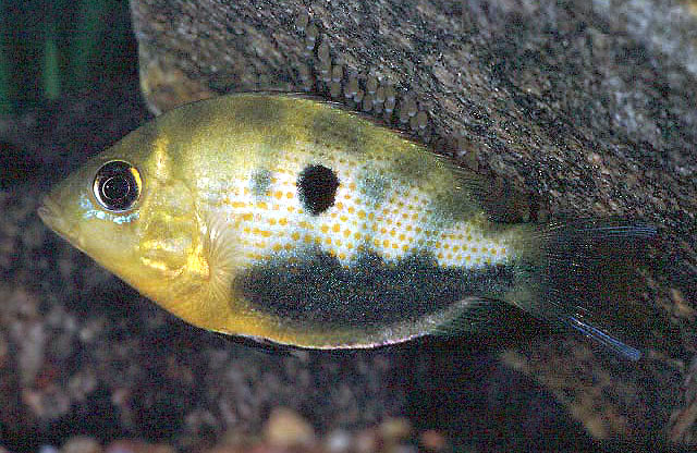 Pseudetroplus maculatus