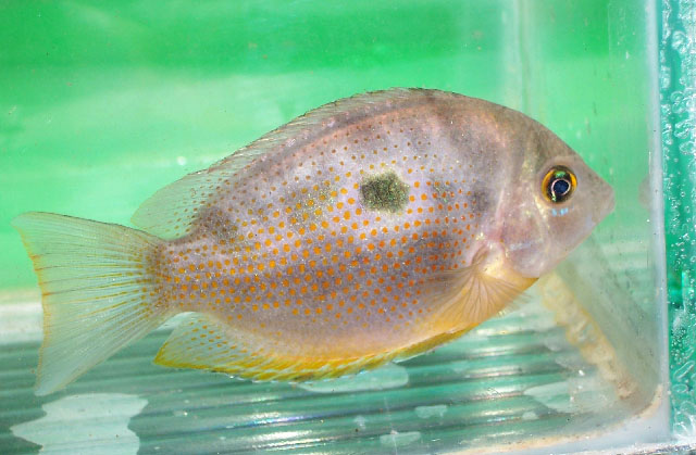 Pseudetroplus maculatus